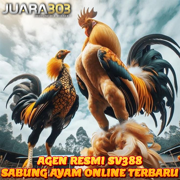 SV388 > Agen Resmi Taruhan Sabung Wala Meron Ayam Online